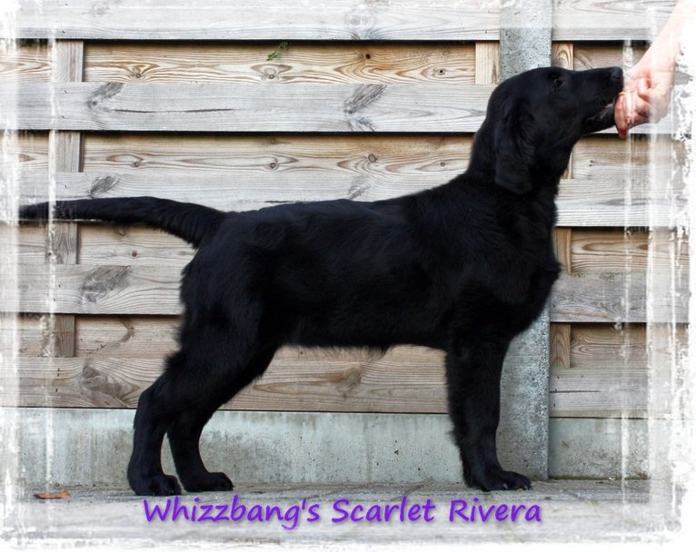 flatcoated retriever Whizzbang's Scarlet Rivera